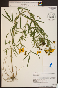 Coreopsis major image