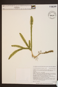 Lycopodiella prostrata image