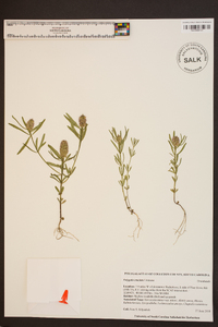 Polygala cruciata image