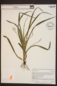 Hypoxis curtissii image