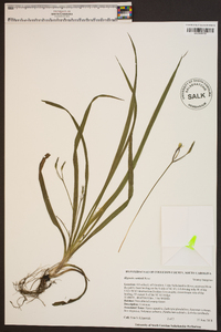 Hypoxis curtissii image