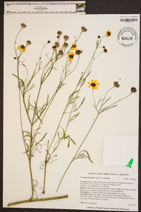 Coreopsis tinctoria var. tinctoria image