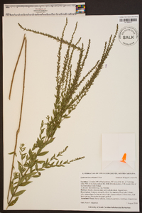 Lythrum lanceolatum image