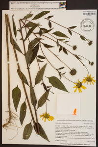 Helianthus strumosus image