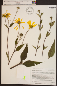 Helianthus strumosus image