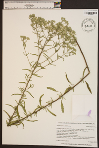 Eupatorium mohrii image