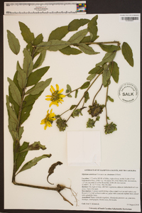 Silphium asteriscus image