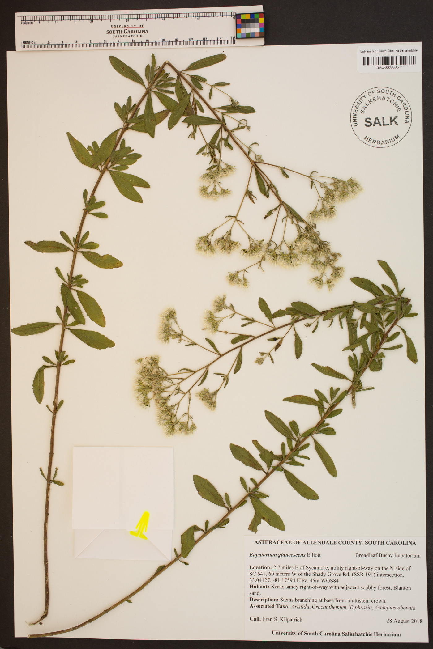 Eupatorium glaucescens image