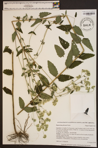 Eupatorium pilosum image