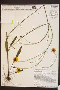 Coreopsis linifolia image