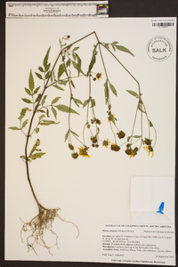 Bidens aristosa image