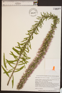 Liatris elegans var. elegans image