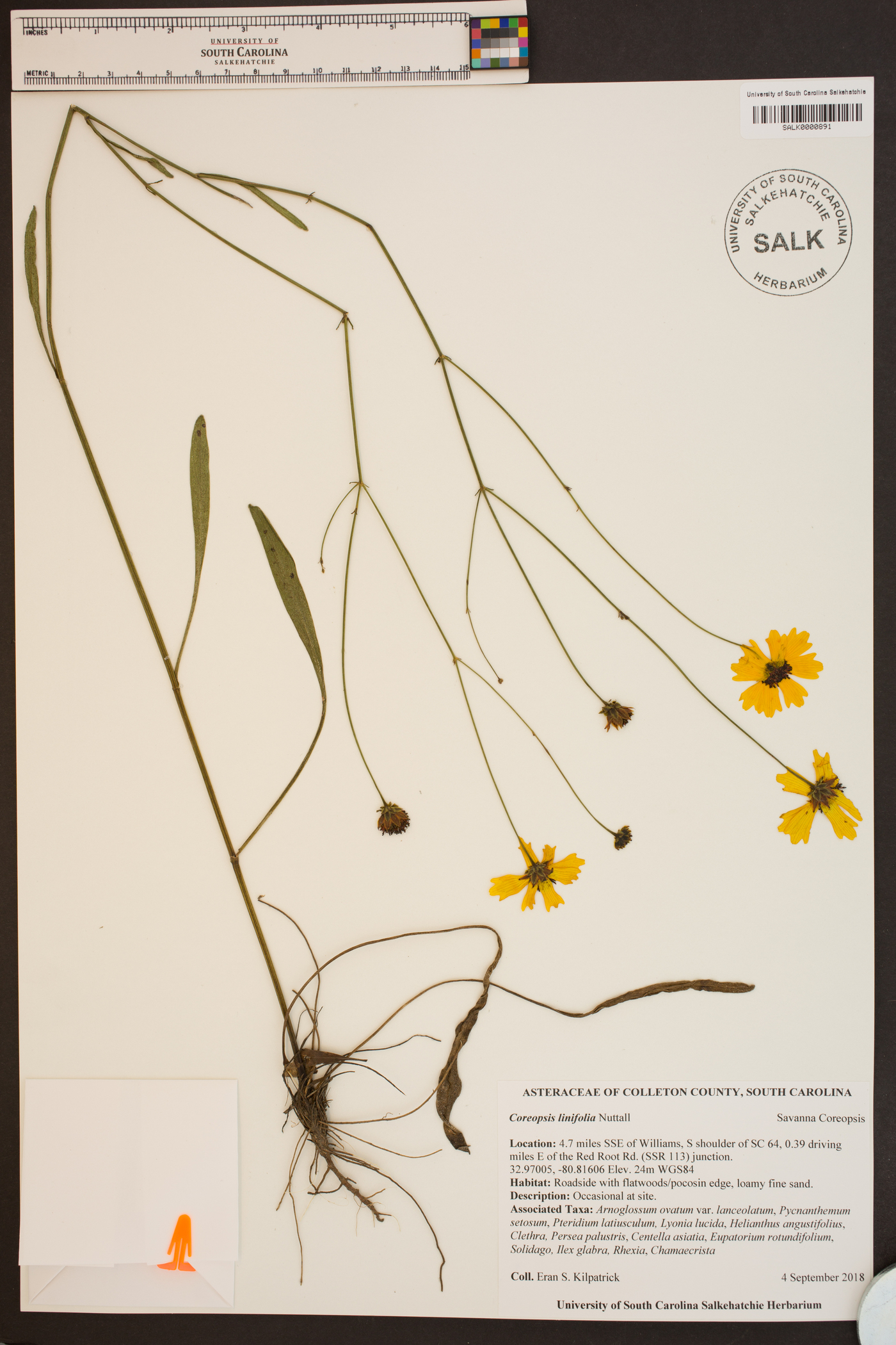 Coreopsis linifolia image