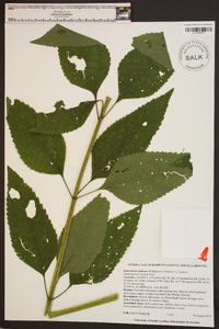 Eutrochium dubium image