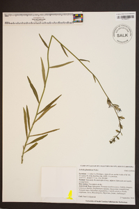 Lobelia glandulosa image