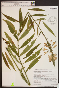 Physostegia virginiana subsp. virginiana image