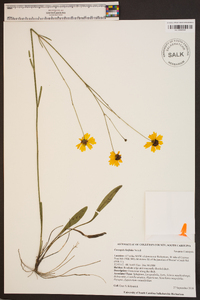 Coreopsis linifolia image