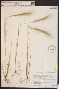 Aristida spiciformis image