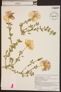 Oenothera drummondii subsp. drummondii image