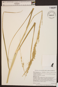 Panicum amarum image