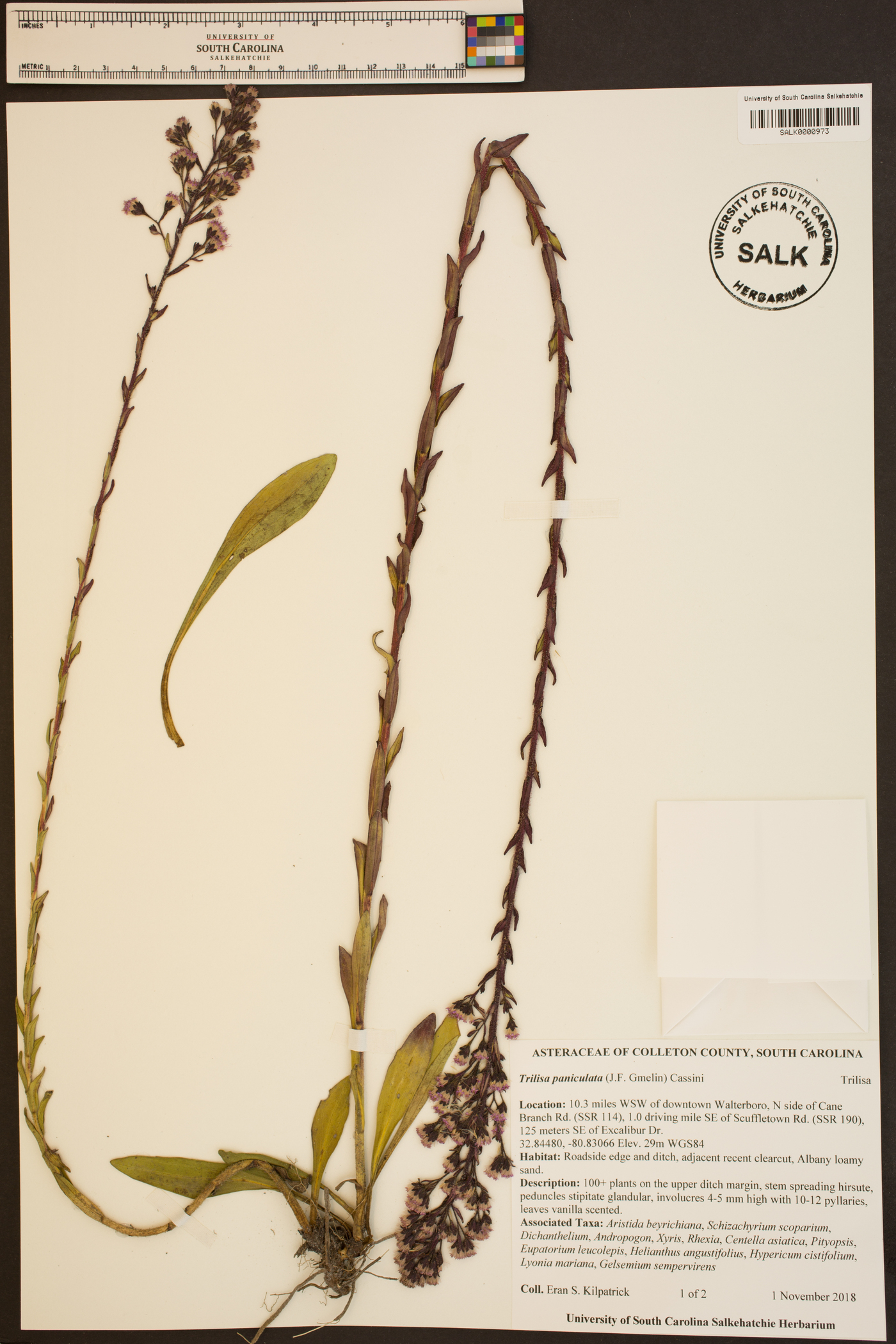 Trilisa paniculata image