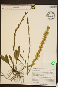 Solidago stricta image