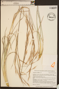 Andropogon capillipes image