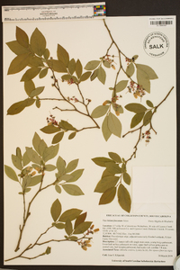 Vaccinium fuscatum image