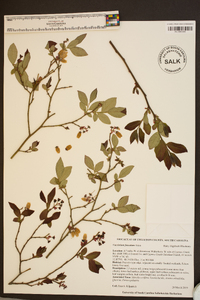 Vaccinium fuscatum image