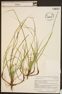 Carex floridana image