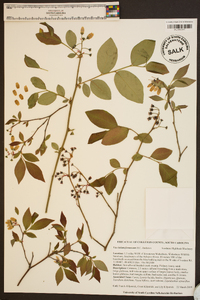 Vaccinium formosum image