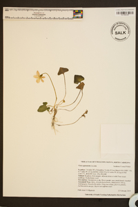 Viola septemloba image