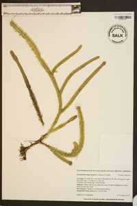 Lycopodiella alopecuroides image