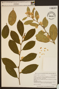 Leucothoe axillaris image