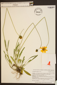 Coreopsis lanceolata image