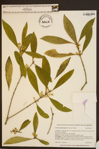 Osmanthus americanus image