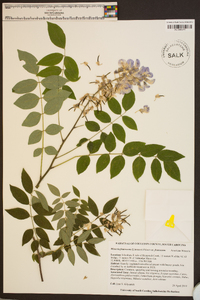 Wisteria frutescens image