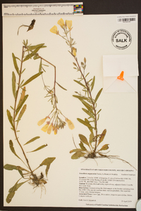 Image of Oenothera unguiculata