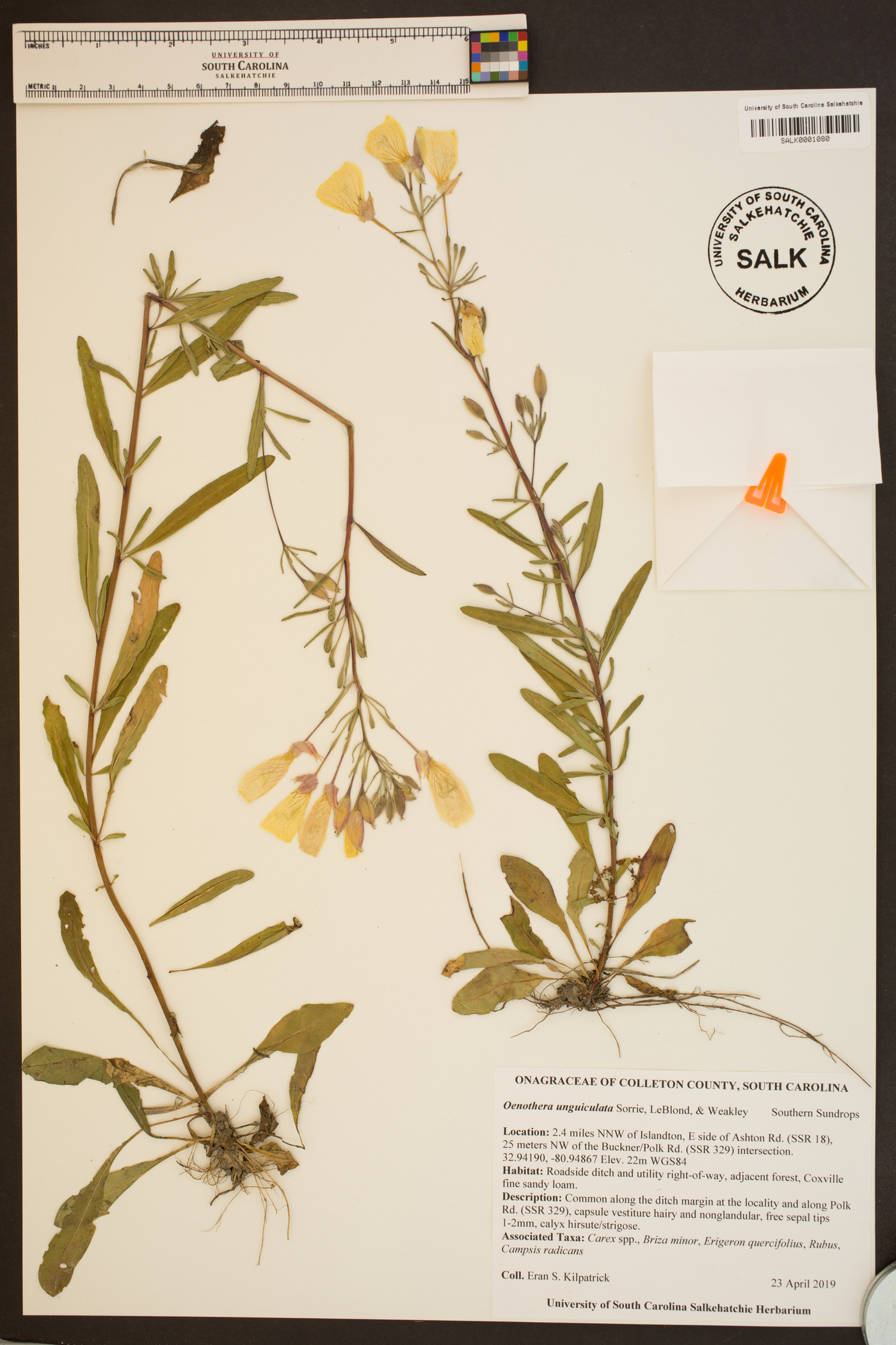 Oenothera unguiculata image