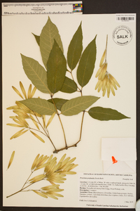 Fraxinus profunda image