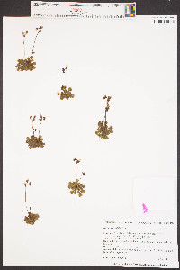 Drosera brevifolia image
