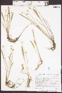 Viola vittata image