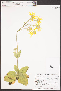 Arnica acaulis image