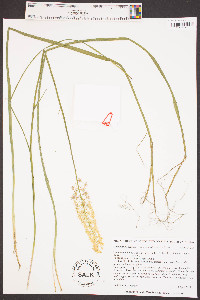 Stenanthium densum image