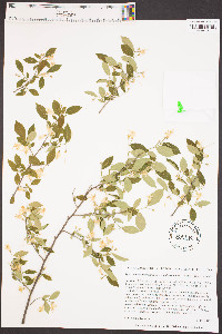 Styrax americanus var. pulverulentus image