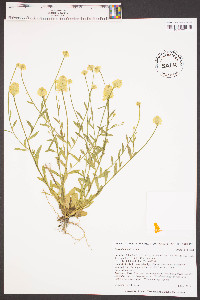 Polygala lutea image