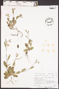 Crocanthemum carolinianum image