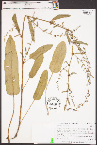 Rumex pulcher image