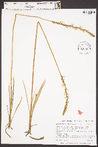Spiranthes praecox image