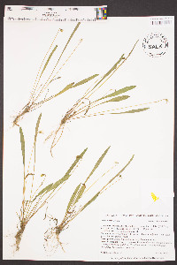 Viola vittata image
